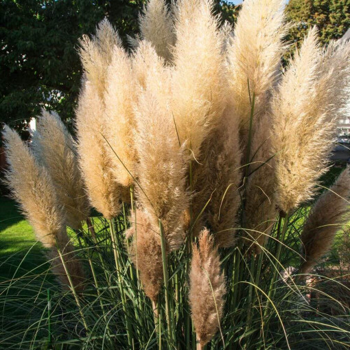 Pampas Grass Selloana P9/C1