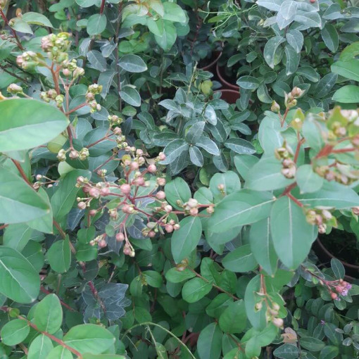 Indian Lagerstroemia (Noonless) pot, 2L