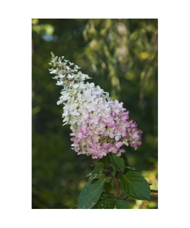 Hydrangea paniculata 'Pink Lady', container, 2L