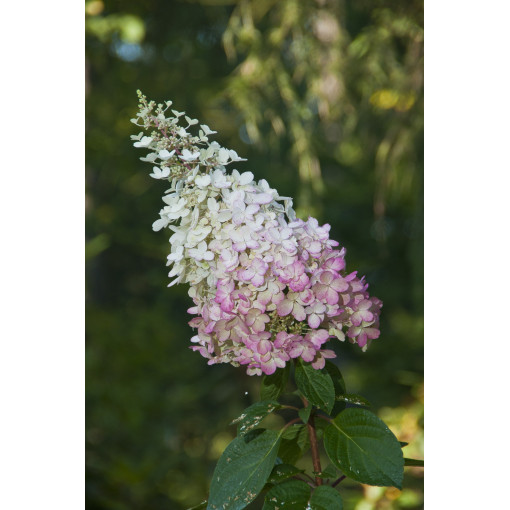 Hydrangea paniculata 'Pink Lady', container, 2L