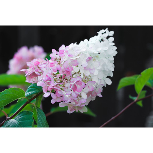 Hydrangea paniculata 'Pink Lady', container, 2L