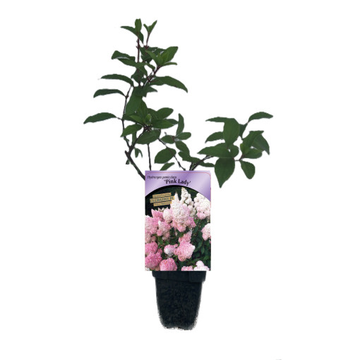 Hydrangea paniculata 'Pink Lady', container, 2L