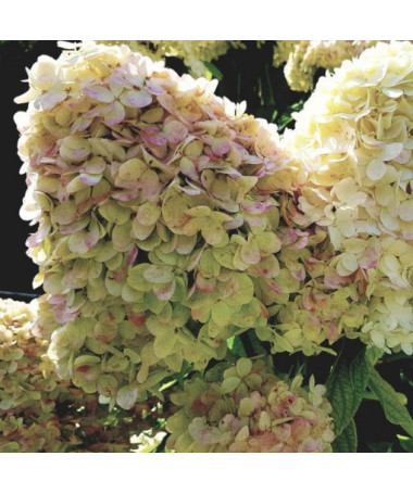 Hydrangea paniculata 'PHANTOM', container, 2L