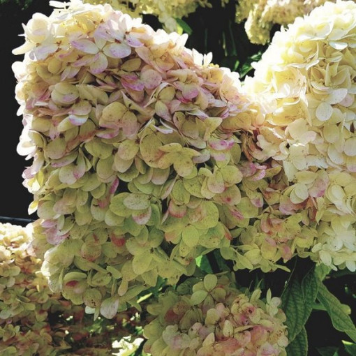 Hydrangea paniculata 'PHANTOM', container, 2L