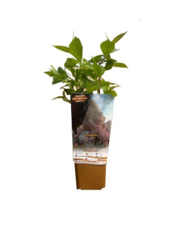 Hydrangea paniculata 'PHANTOM', container, 2L