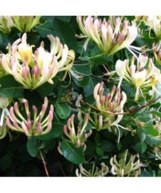 Honeysuckle Przewiercień FRAGRANT, container 4L