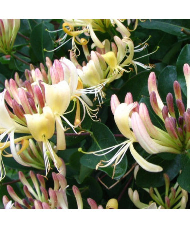 Honeysuckle Przewiercień FRAGRANT, container 4L