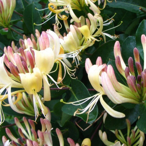 Honeysuckle Przewiercień FRAGRANT, container 4L