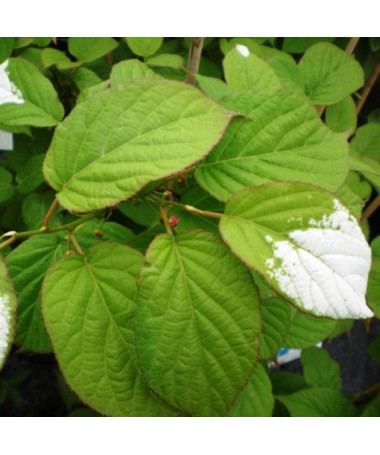 Kiwi Actinidia Pollinator Adam (Variegated) MALE, 2L pot