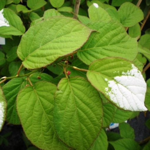 Kiwi Actinidia Pollinator Adam (Variegated) MALE, 2L pot