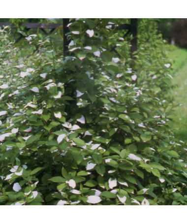 Kiwi Actinidia Pollinator Adam (Variegated) MALE, 2L pot