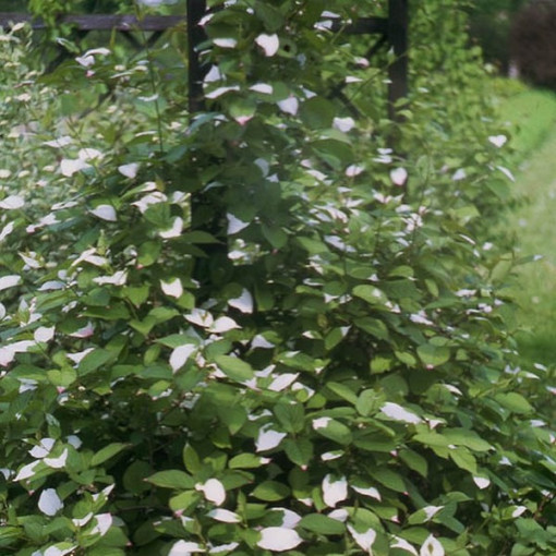 Kiwi Actinidia Pollinator Adam (Variegated) MALE, 2L pot