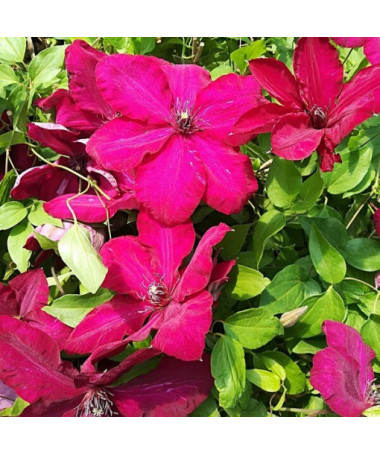 Clematis ‘Stefan Franczak'  4 L