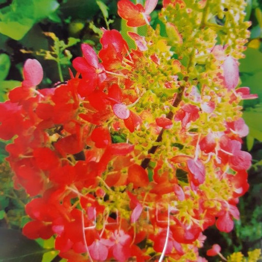 Hydrangea paniculata 'Red Star' pot, 2L