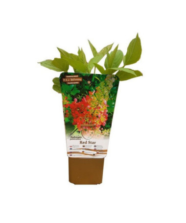 Hydrangea paniculata 'Red Star' pot, 2L