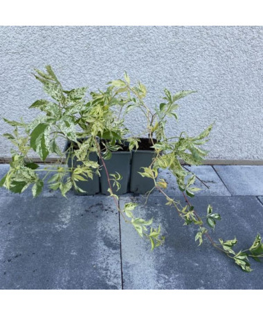 Virginia Creeper Star Showers (five-lobed) pot, 4L