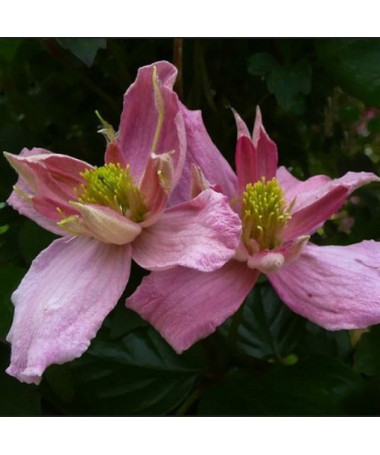 Clematis Montana 'Broughton Star' pot, 2L