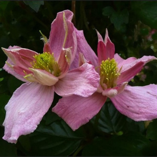 Clematis Montana 'Broughton Star' pot, 2L