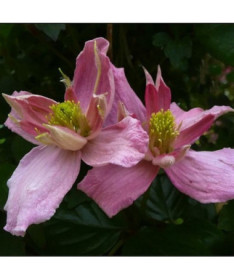 Clematis Montana 'Broughton Star' pot, 2L