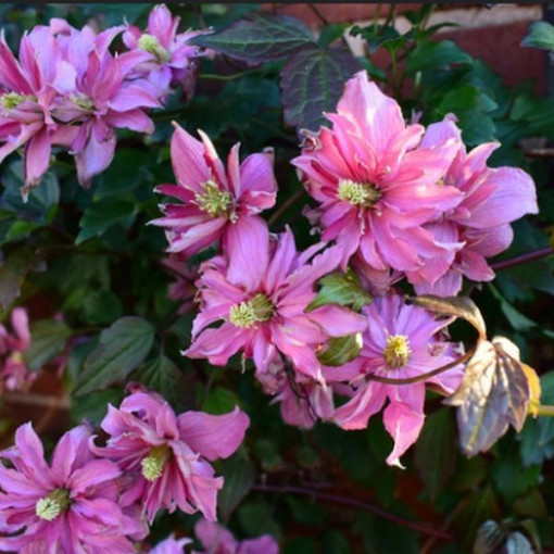 Clematis Montana 'Broughton Star' pot, 2L