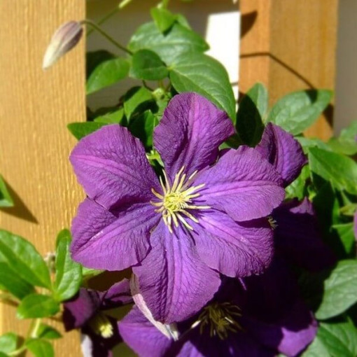 Clematis 'Etoile Violette' pot, 2L