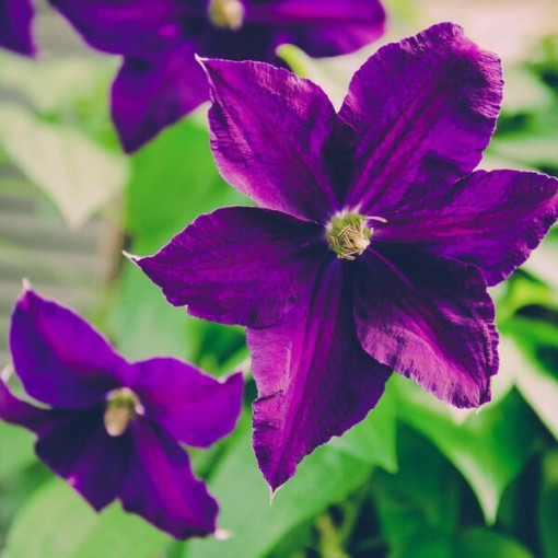 Clematis 'Etoile Violette' pot, 2L