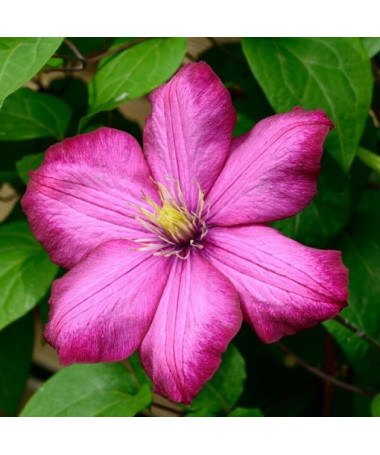 Clematis Ville de Lyon pot. 4L