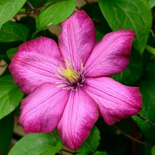 Clematis Ville de Lyon pot. 4L