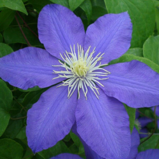 Clematis Lasurstern (large-flowered) pot. 4L