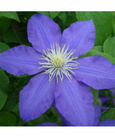 Clematis Lasurstern (large-flowered) pot. 4L