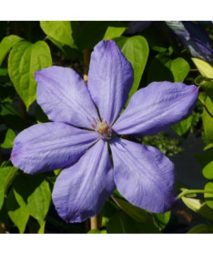 Clematis Mrs Cholmondeley (Large-flowered) 4L pot