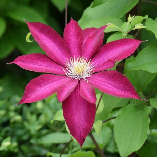 Clematis 'Kakio Pink Champagne' 4L pot