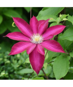 Clematis 'Kakio Pink Champagne' 4L pot