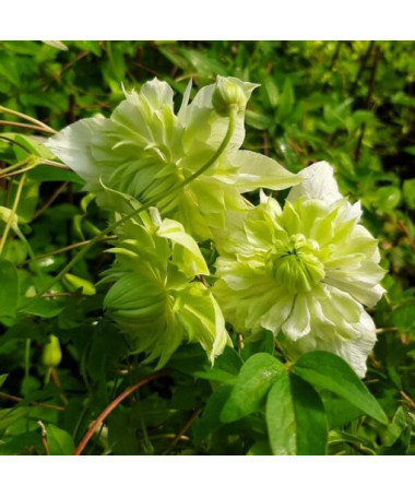 Clematis Alba Plena Full-Half Full pot. 4L