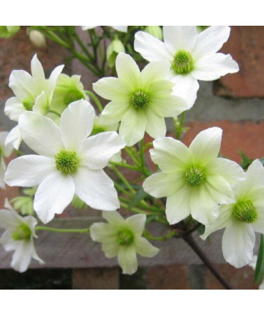 Botanical Clematis Early Sensation, 2L pot.