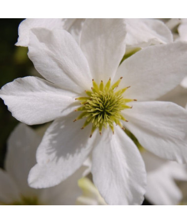 Botanical Clematis Early Sensation, 2L pot.