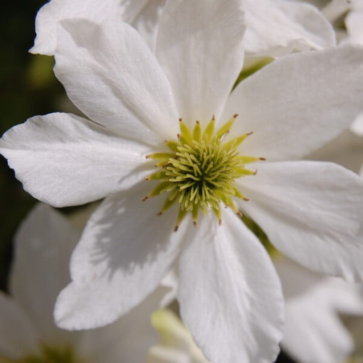 Botanical Clematis Early Sensation, 2L pot.