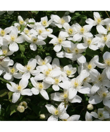 Clematis Montana Grandiflora (mountain) pot, 4L