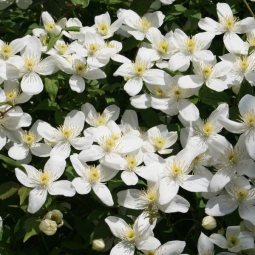Clematis Montana Grandiflora (mountain) pot, 4L