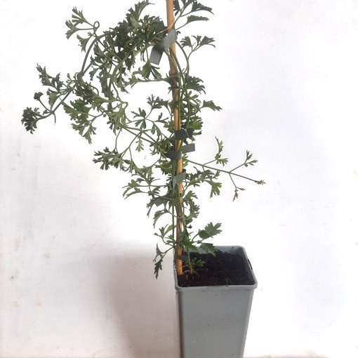 Botanical Clematis Early Sensation, 2L pot.