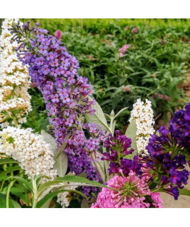 Set of 3 pieces, MIX of unmarked Buddleias