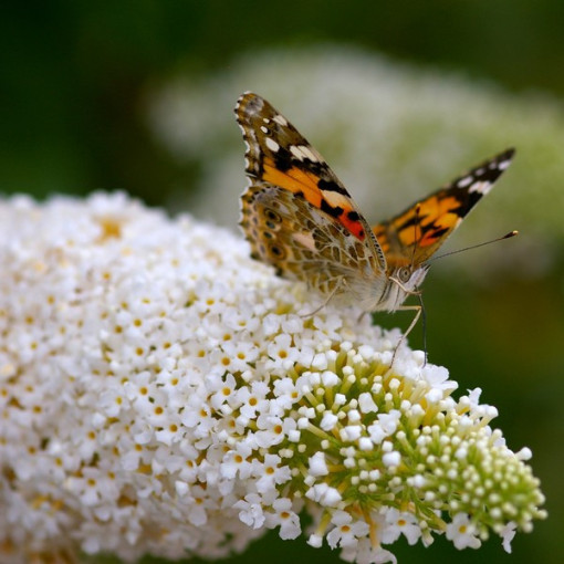 Set of 3 pieces, MIX of unmarked Buddleias