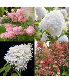 Set of 3 plants, MIX of Hydrangeas labeled in 2L containers.