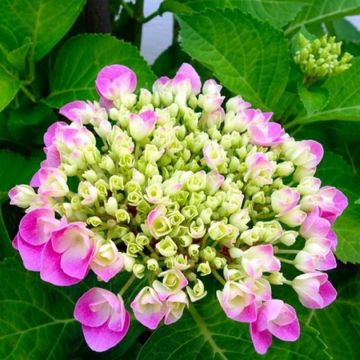 Set of 3 plants, MIX of Hydrangeas labeled in 2L containers.