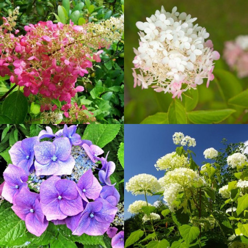 Set of 3 pcs, Hydrangea MIX (unlabeled)