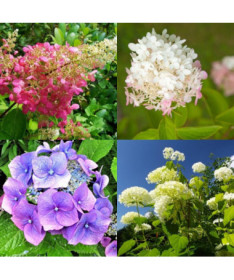 Set of 3 pcs, Hydrangea MIX (unlabeled)