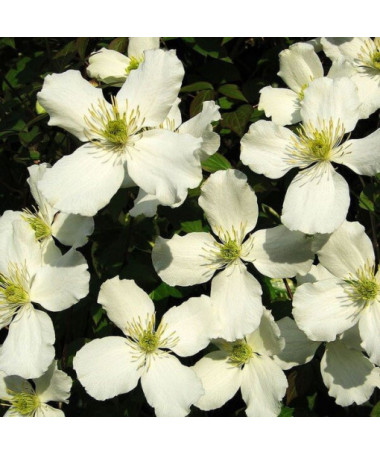Clematis Montana Grandiflora (mountain) pot, 4L