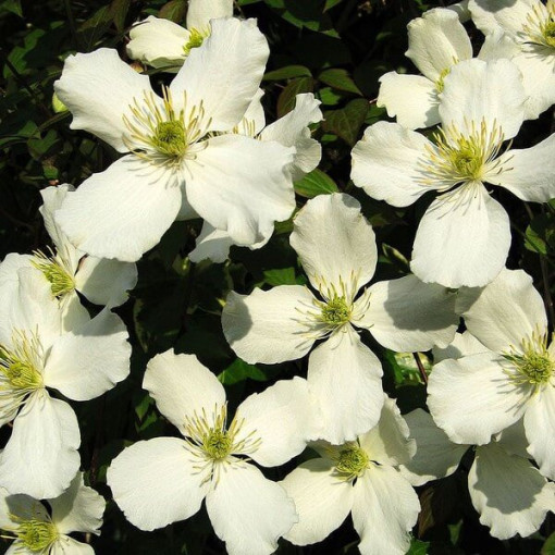 Clematis Montana Grandiflora (mountain) pot, 4L