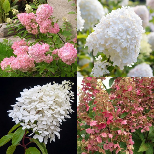 Set of 3 pcs, Hydrangea MIX (unlabeled)