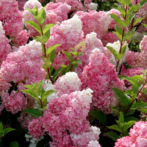 Set of 3 pcs, Hydrangea MIX (unlabeled)